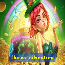 flores silvestres desbravadores desbravadores 25 flores silvestres e seus nomes